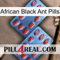 African Black Ant Pills 05